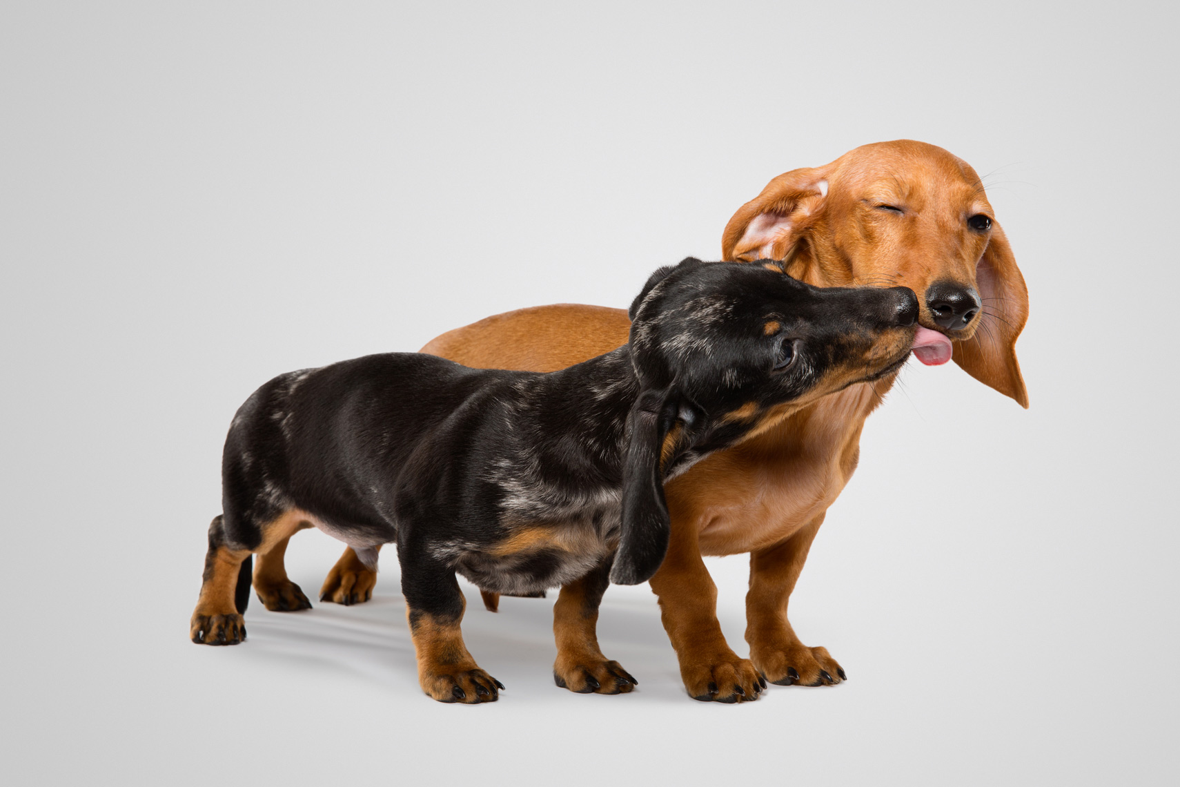 Two dachshund puppies licking each other 