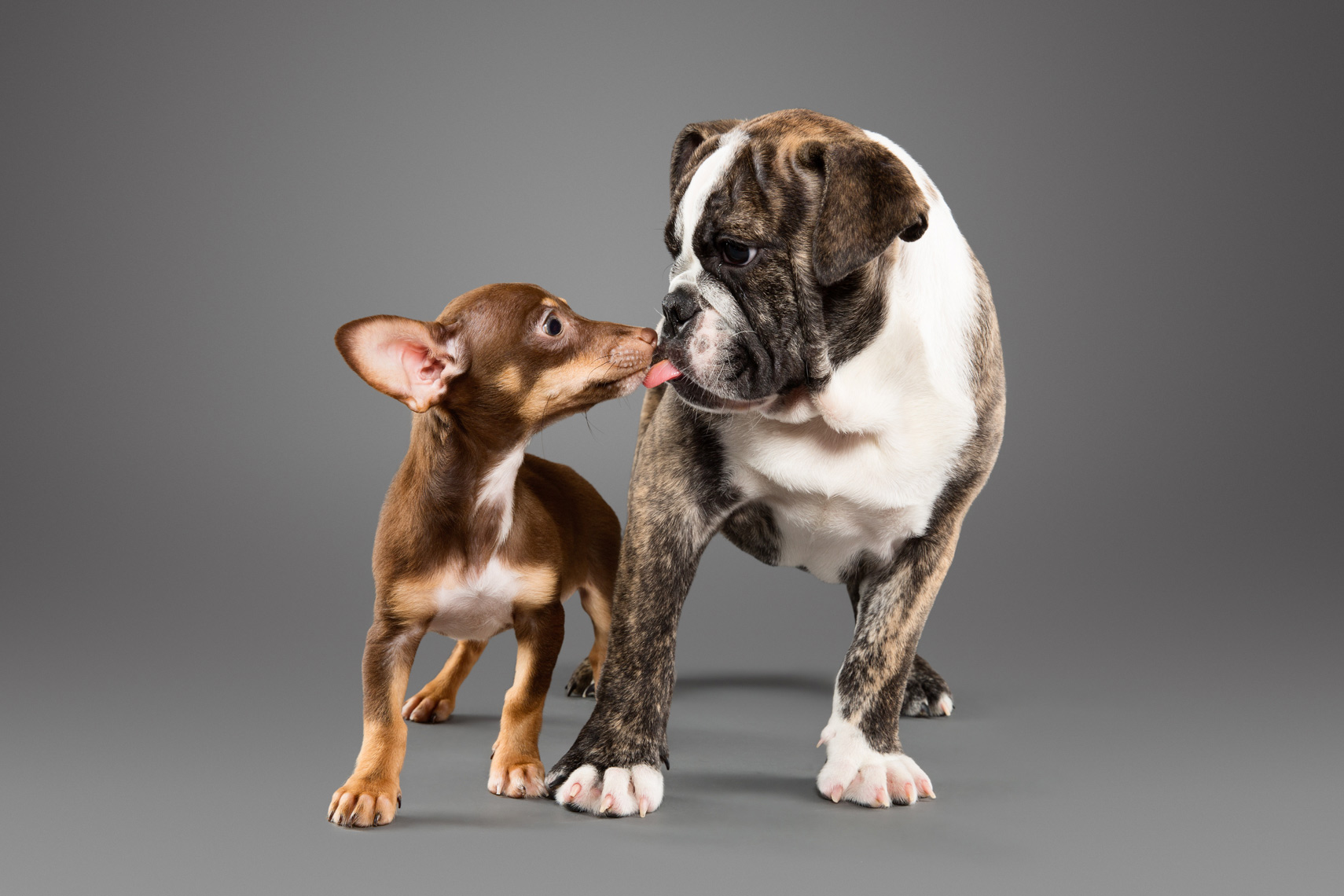 Chihuahua puppy licking a bulldog
