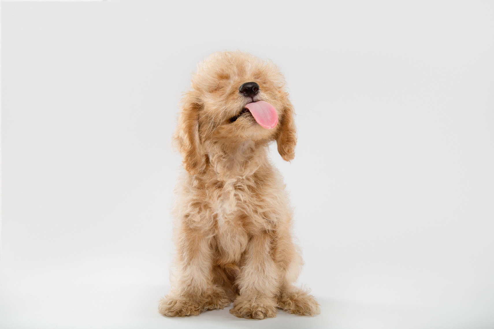 Cute goldendoodle puppy with his tongue sticking out at the camera
