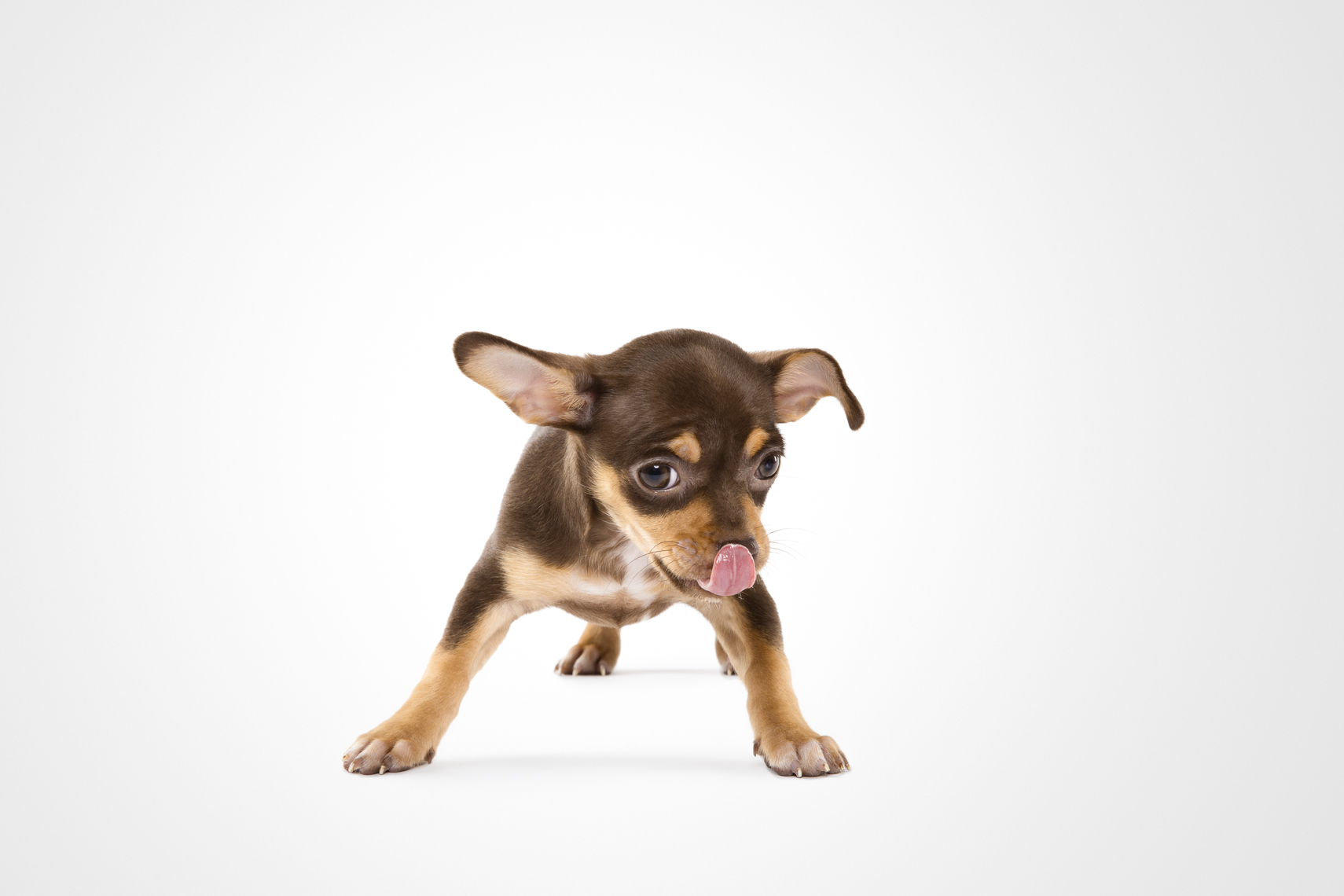 Little Chihuahua mix puppy with his tongue on his nose