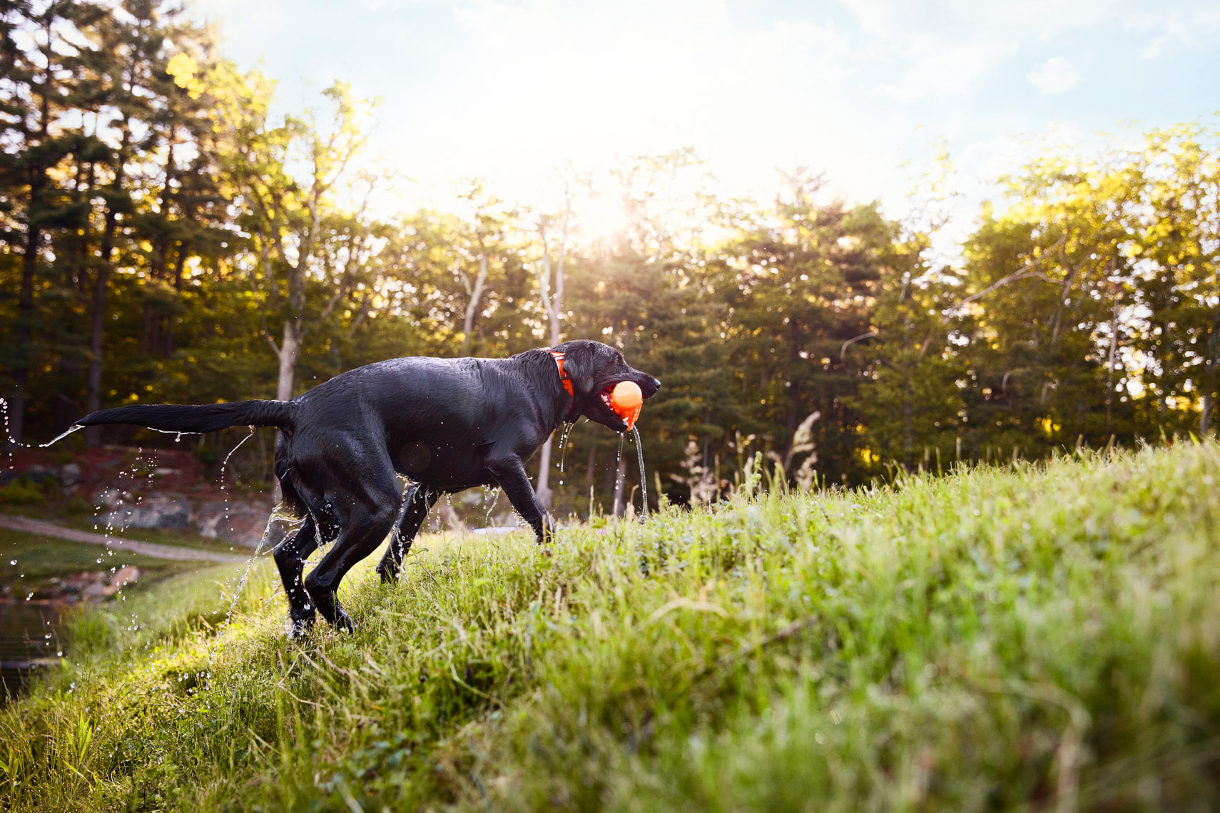 Black lab playing fetch with his owner. Dog photography