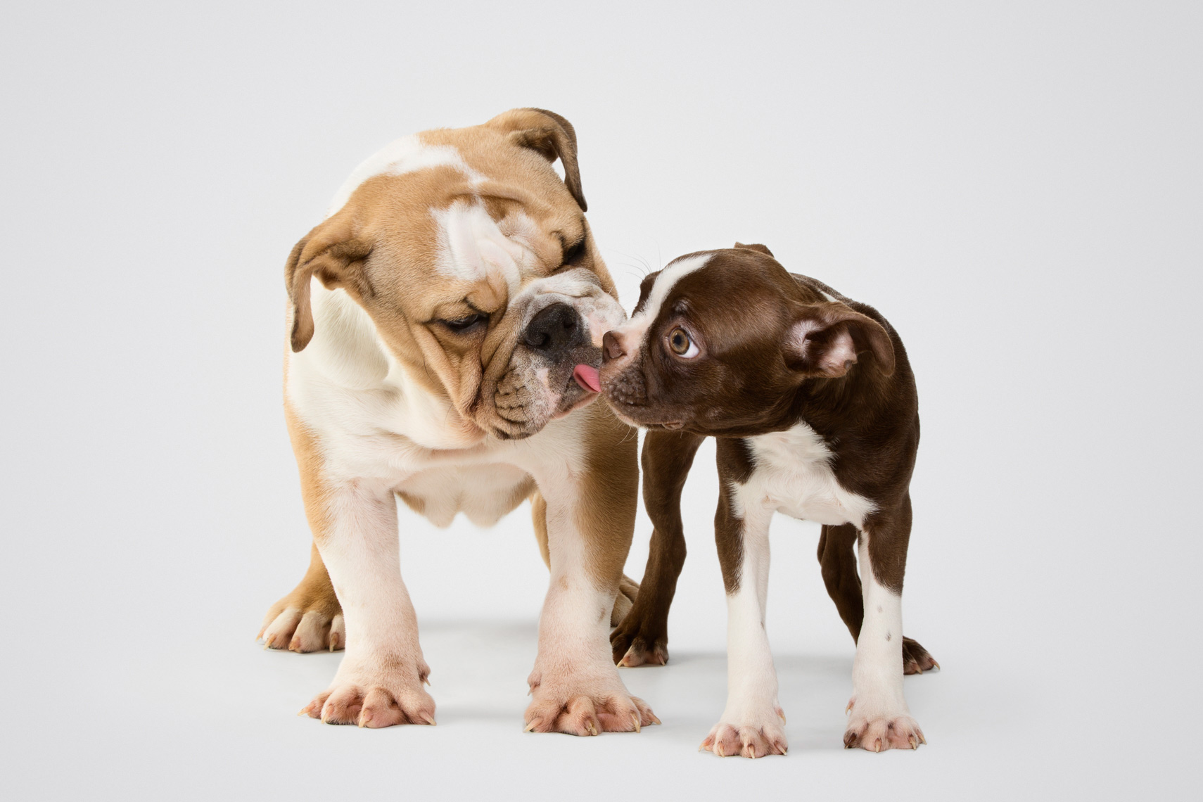a bulldog puppy and a Boston terrier puppy having their photos taken by a dog photographer