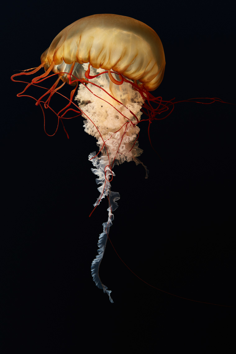 Full length of a Pacific Sea Nettle on a black background