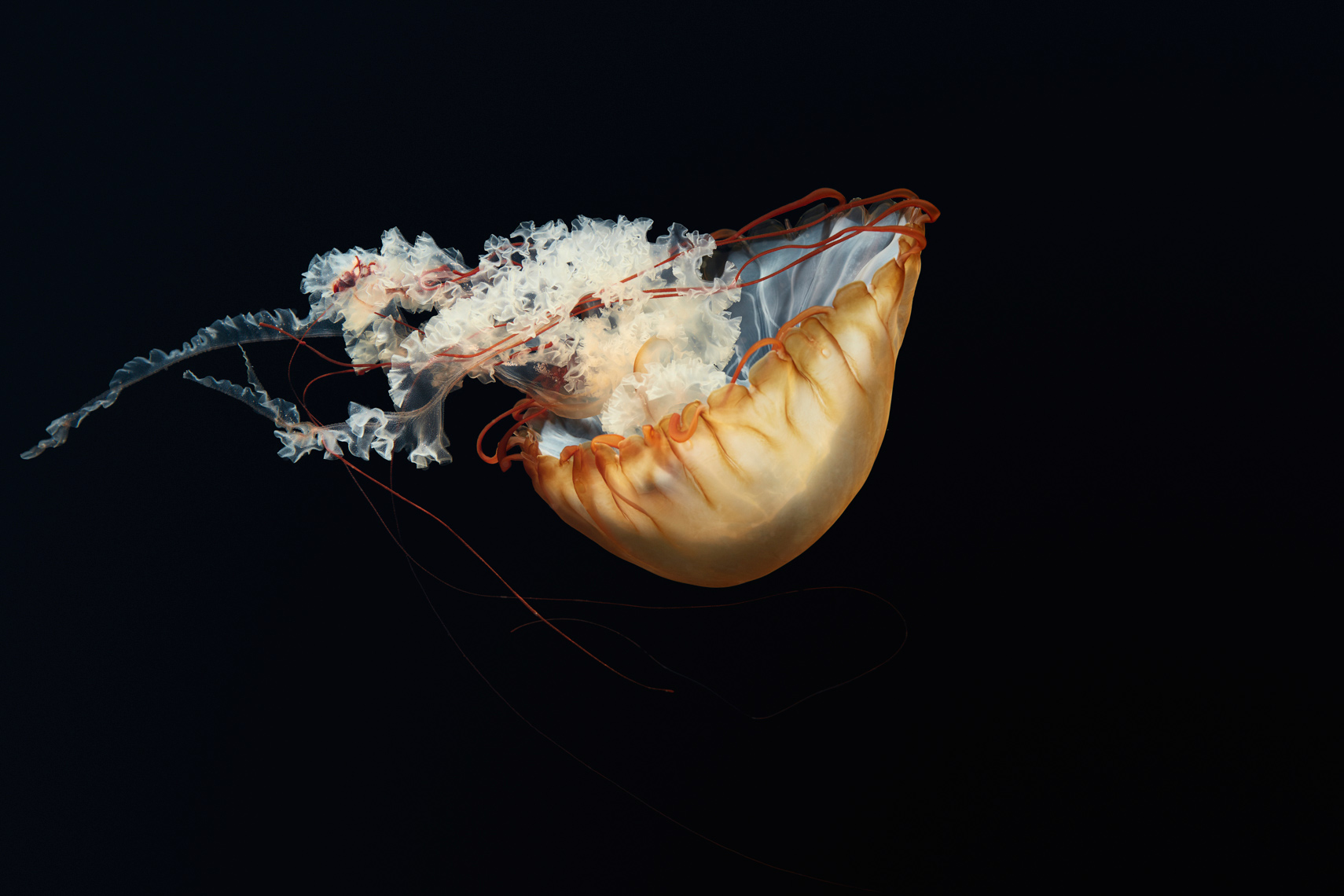 Pacific Sea Nettle at mystic aquarium