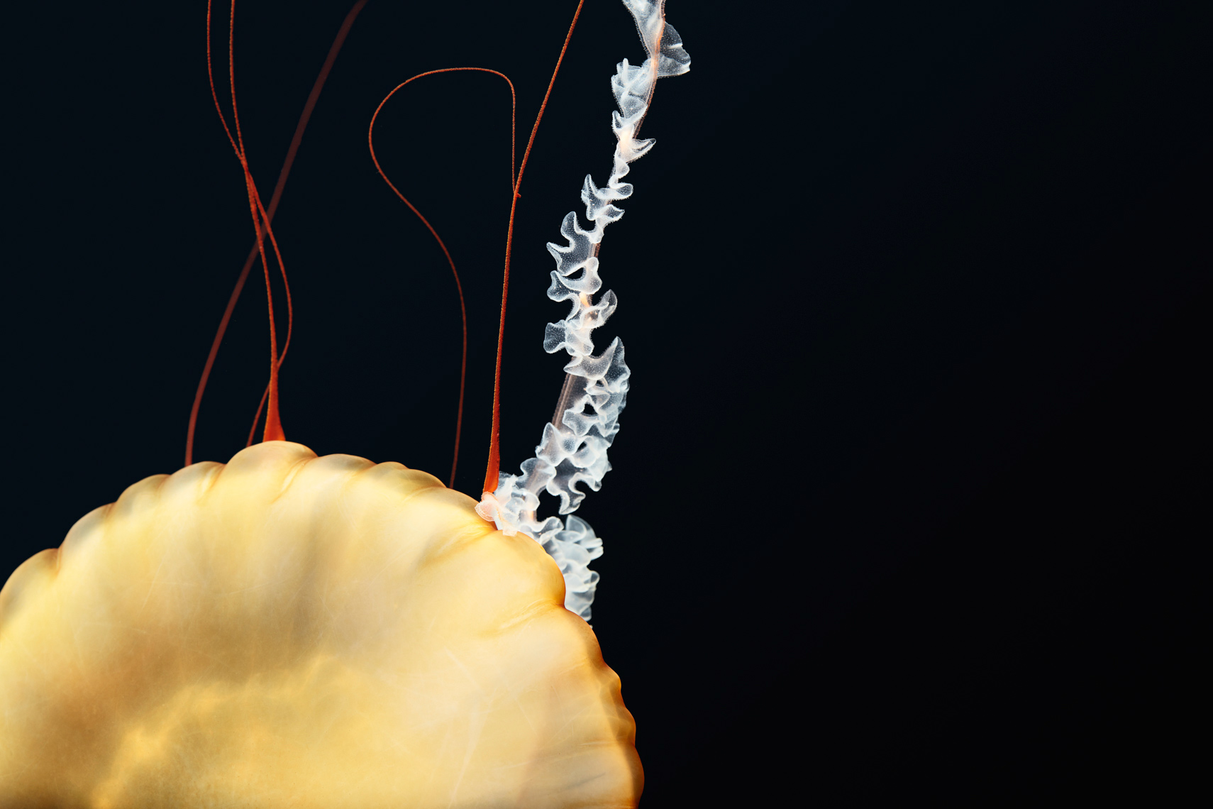 Detail of Pacific Sea Nettle