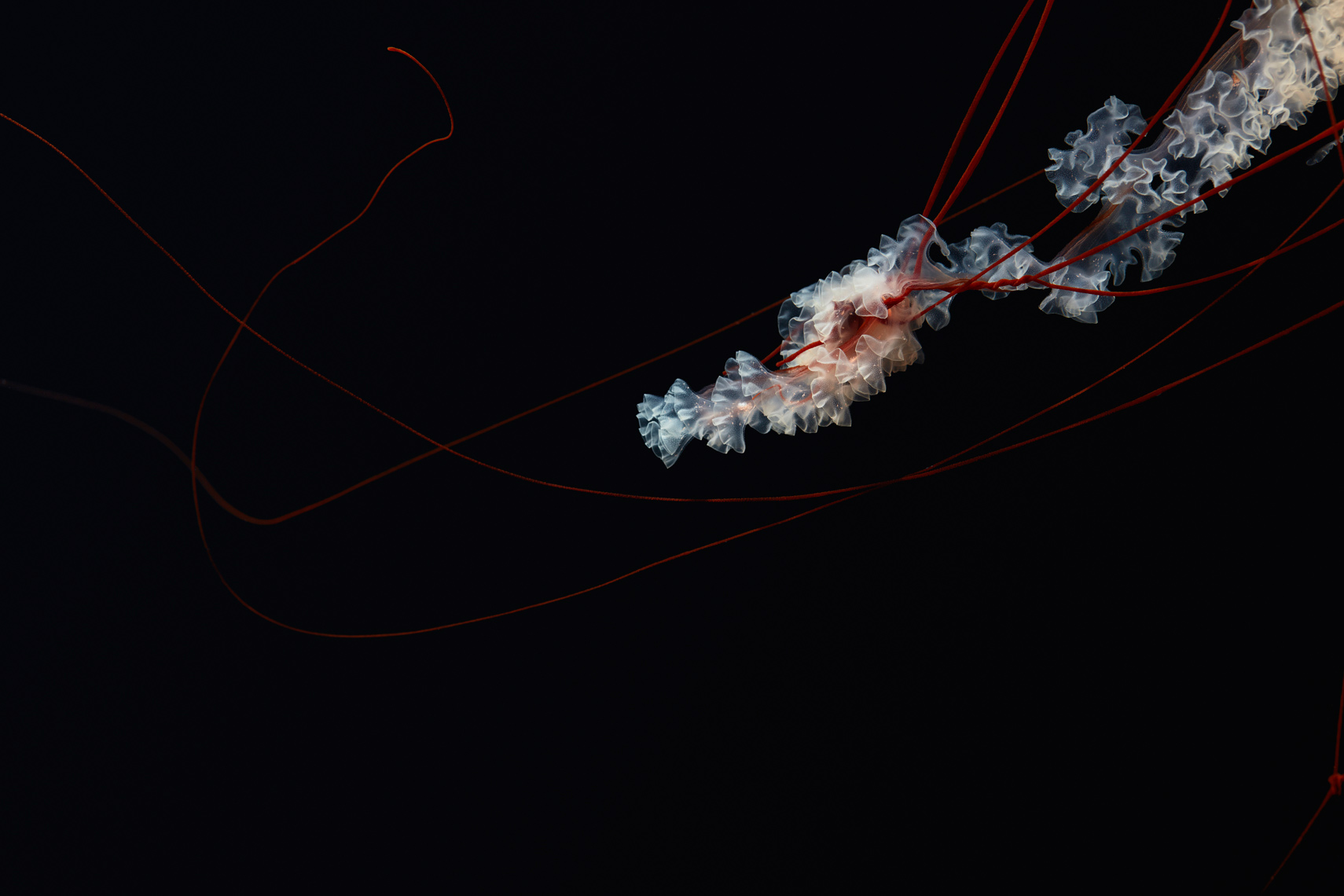 Tentacles of a Pacific Sea Nettle