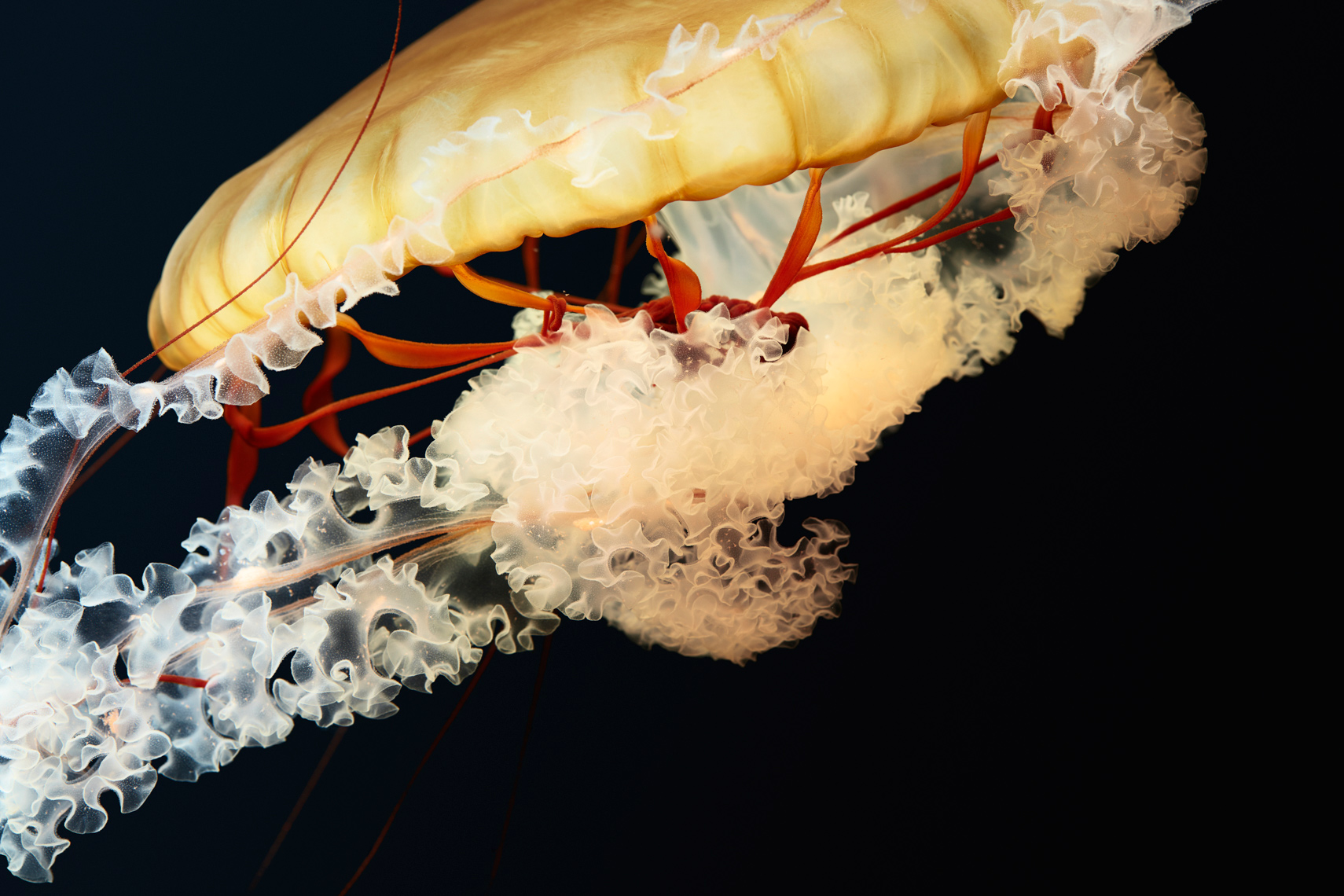 Pacific Sea Nettle