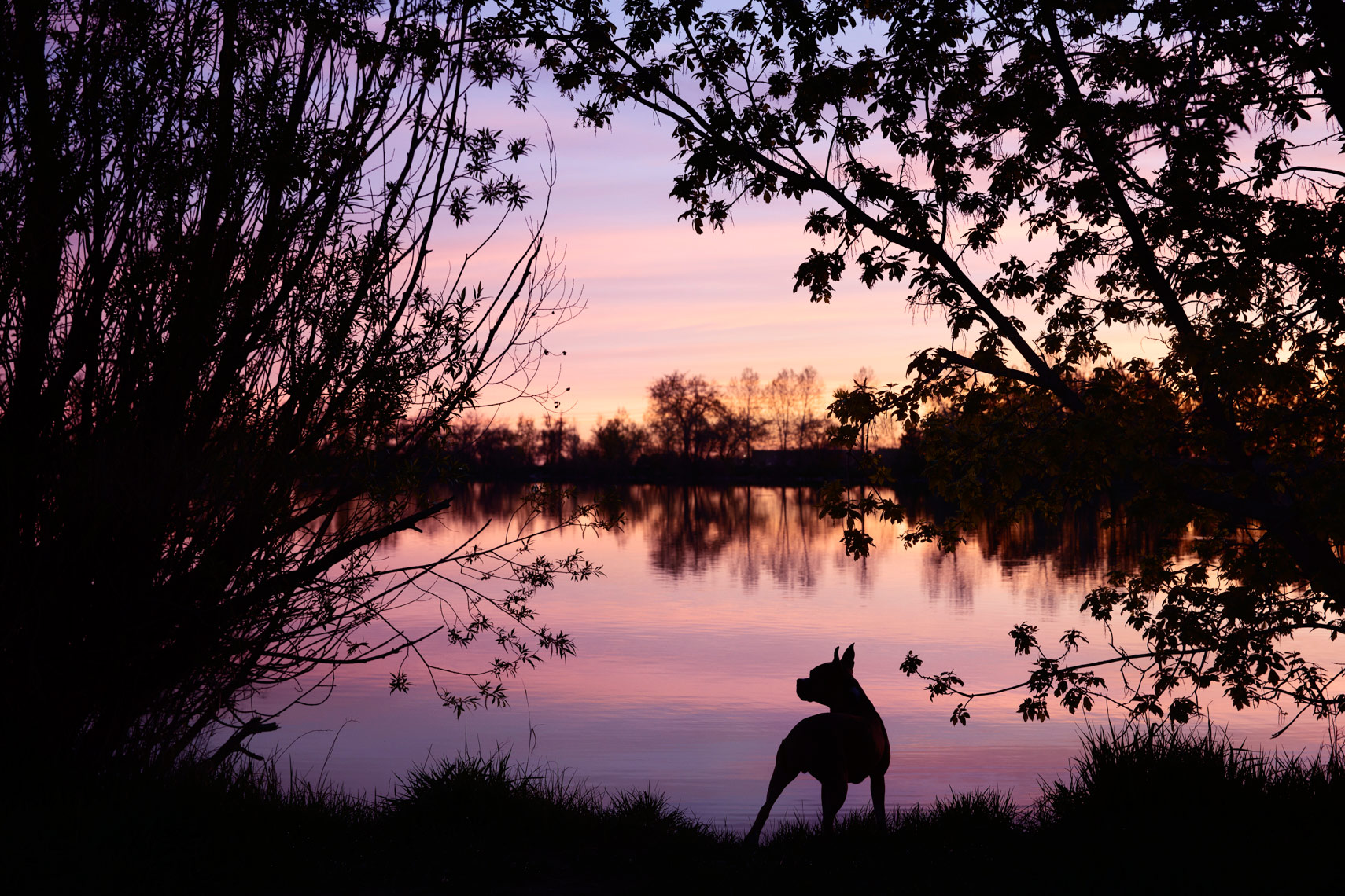 dog silhouette photograph on a lake in Boulder, Colorado.  CO Dog Photographer 