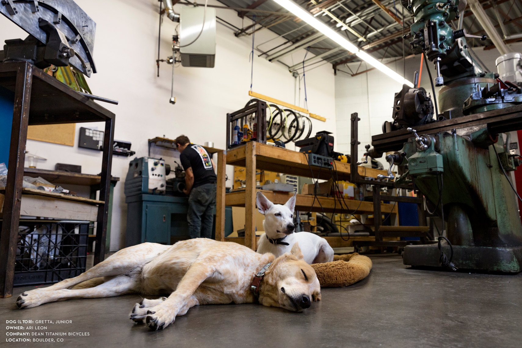 Dogs at work: Getta and Junior at Dean Titanium Cycles