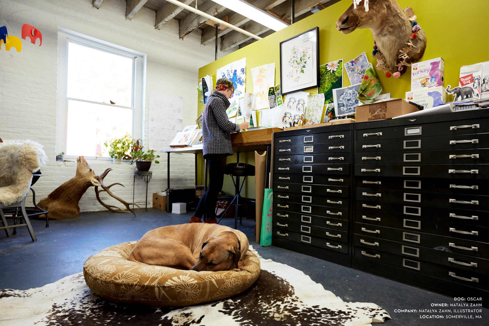 Dogs at work: Oscar snoozing at Natalya Zahn