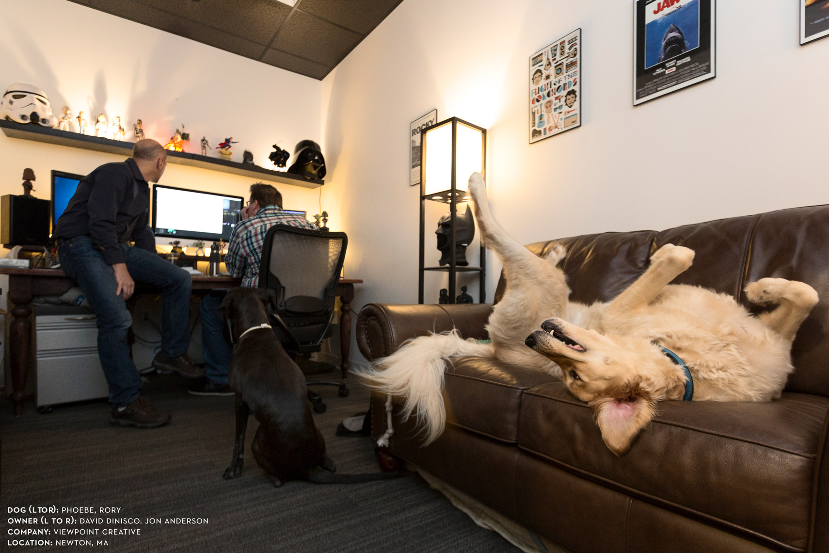 Dogs at work: Rory and Pheobe hanging out at Viewpoint Creative