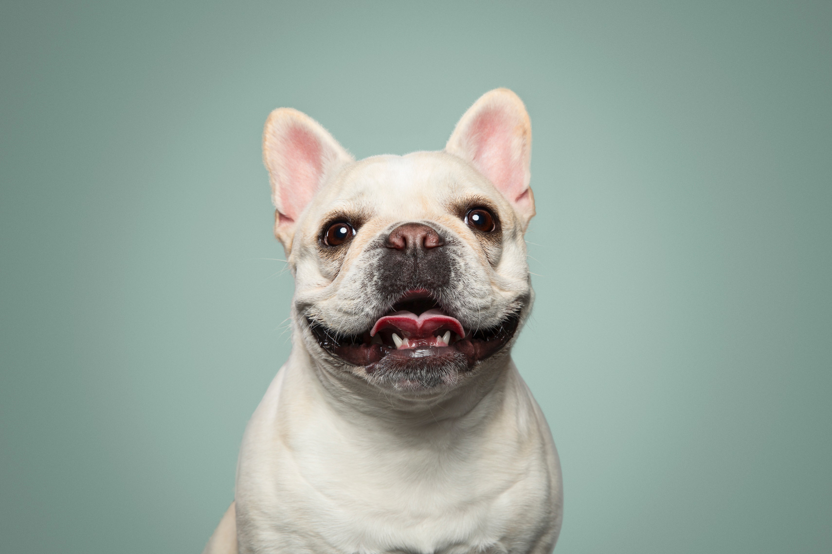 VÃ½sledek obrÃ¡zku pro french bulldog smile