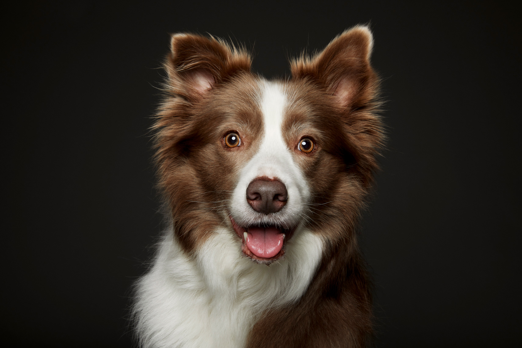 Beautiful Australian Cattle dog in studio portrait