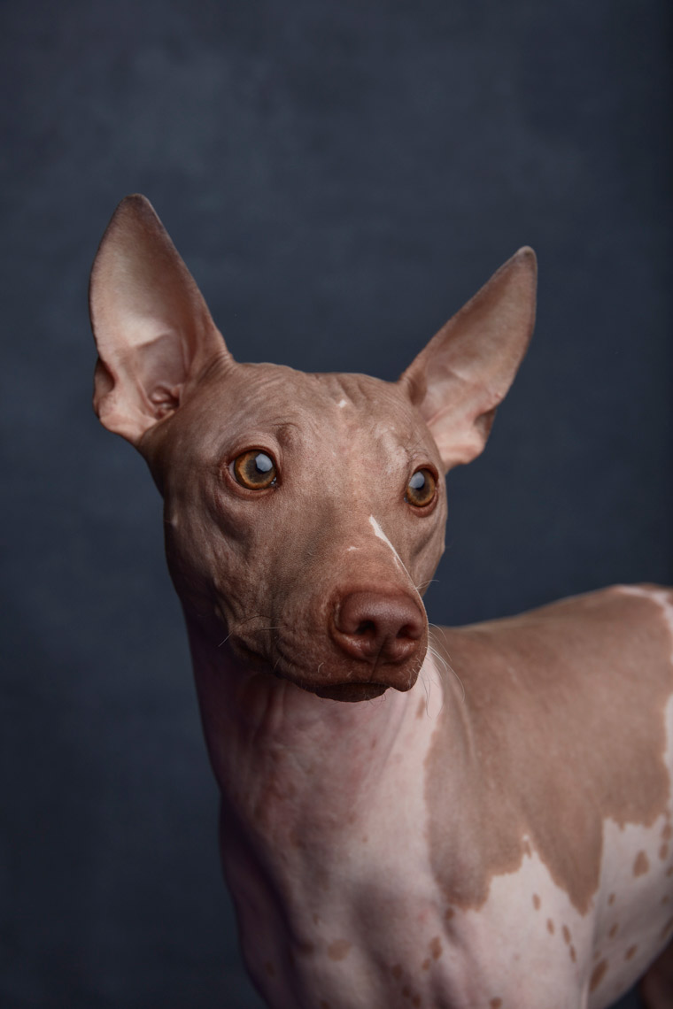 American_Hairless_Terrier_1178