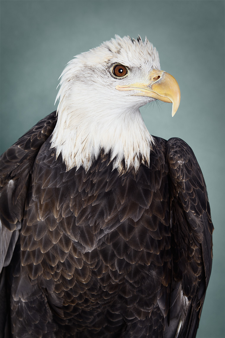 Bald Eagle Portrait 