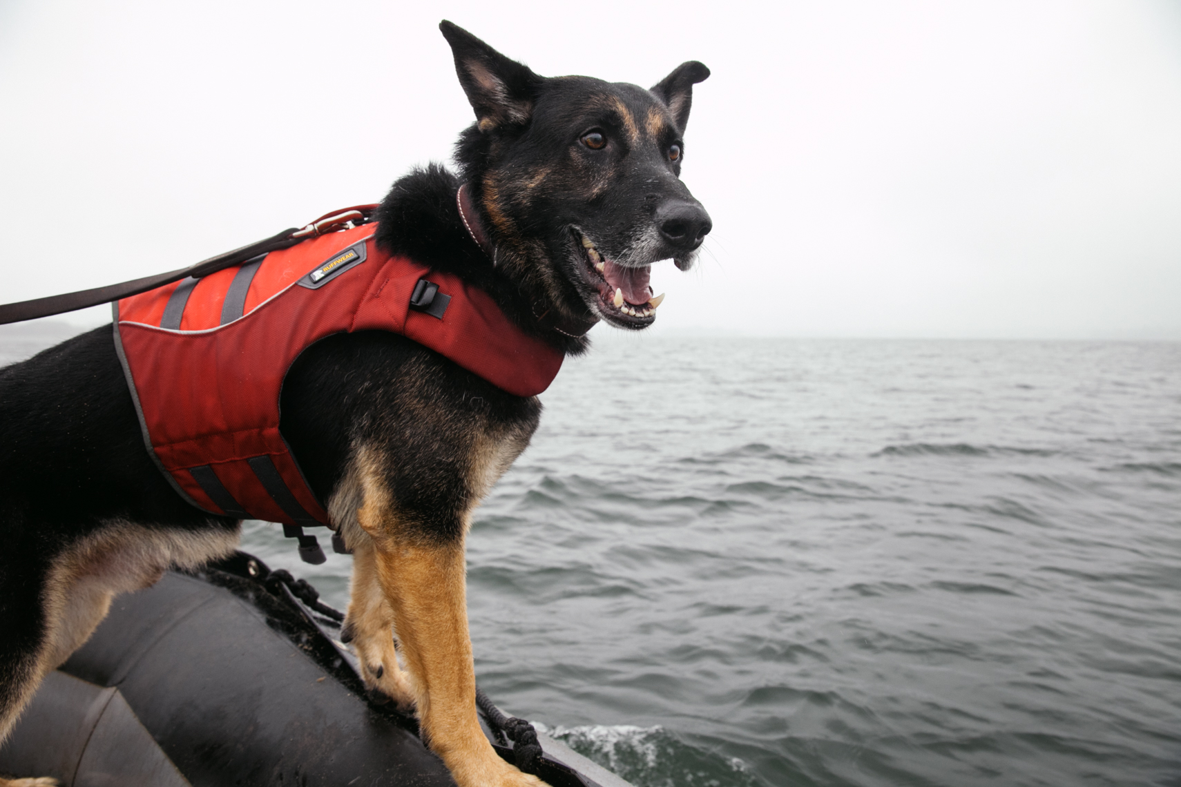 Connecticut_Canine_Search_Resuce_19