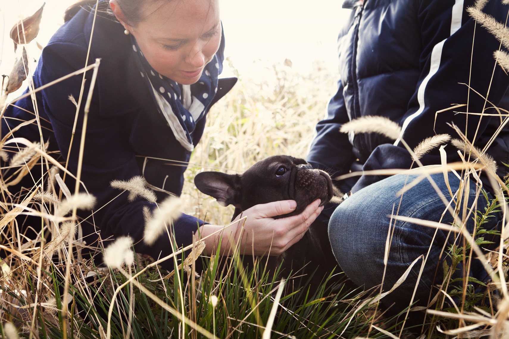 French bulldog in a field with his owners