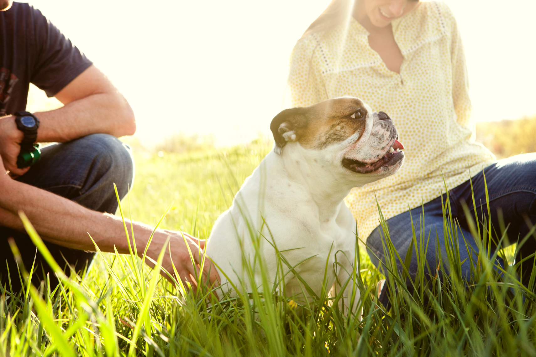 A family in a field with their bulldog