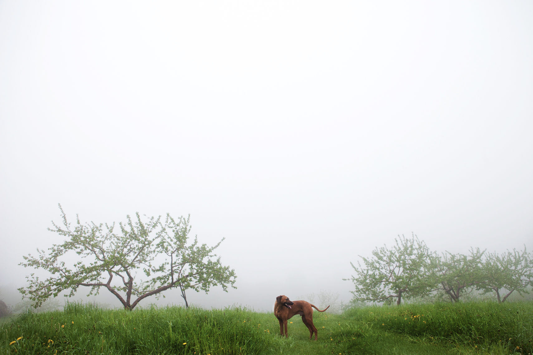 Rhodesian Ridgeback in an orchard during a foggy morning 