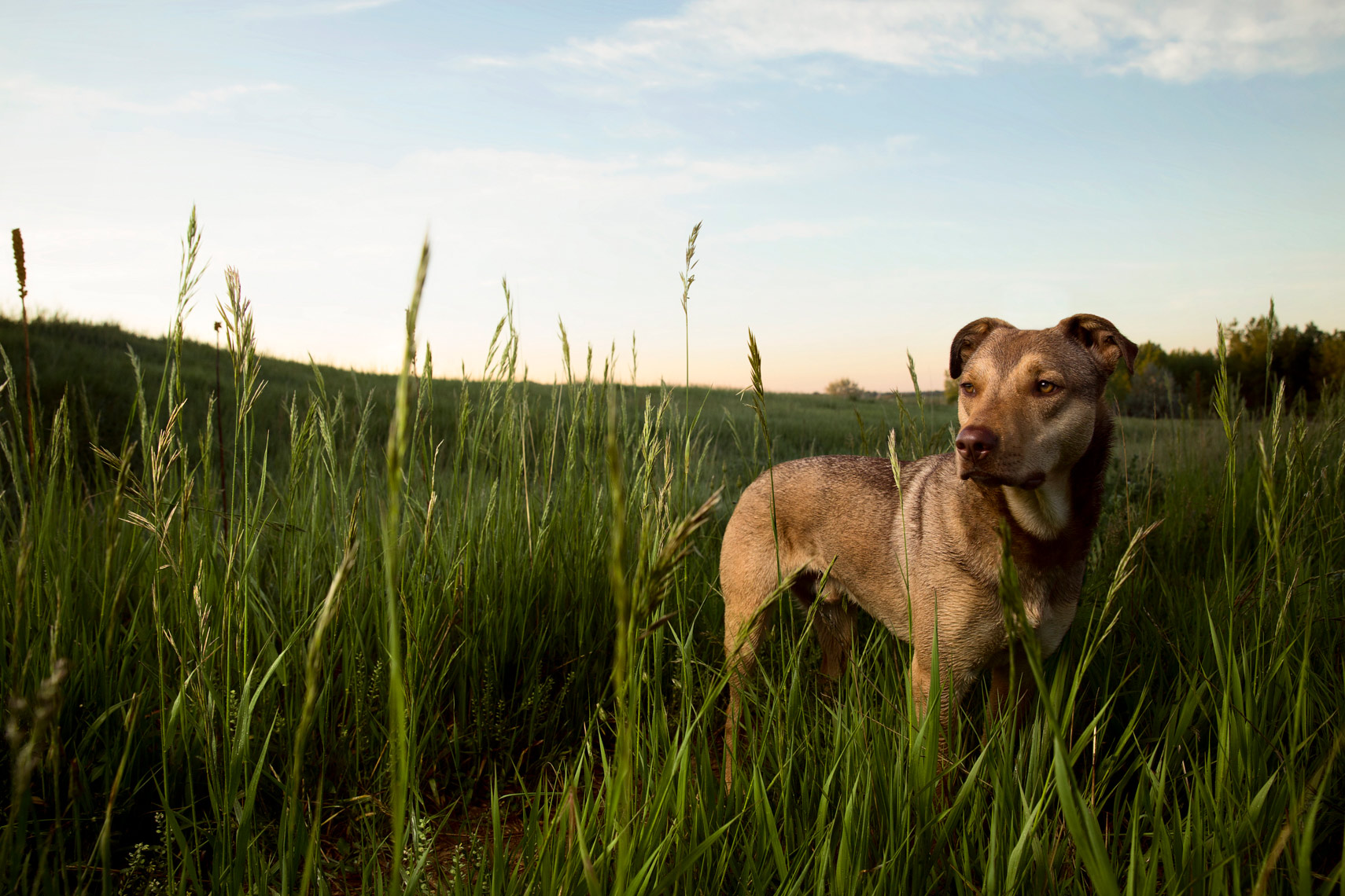 A rescued dog standing in tall grass in Boulder, Colorado