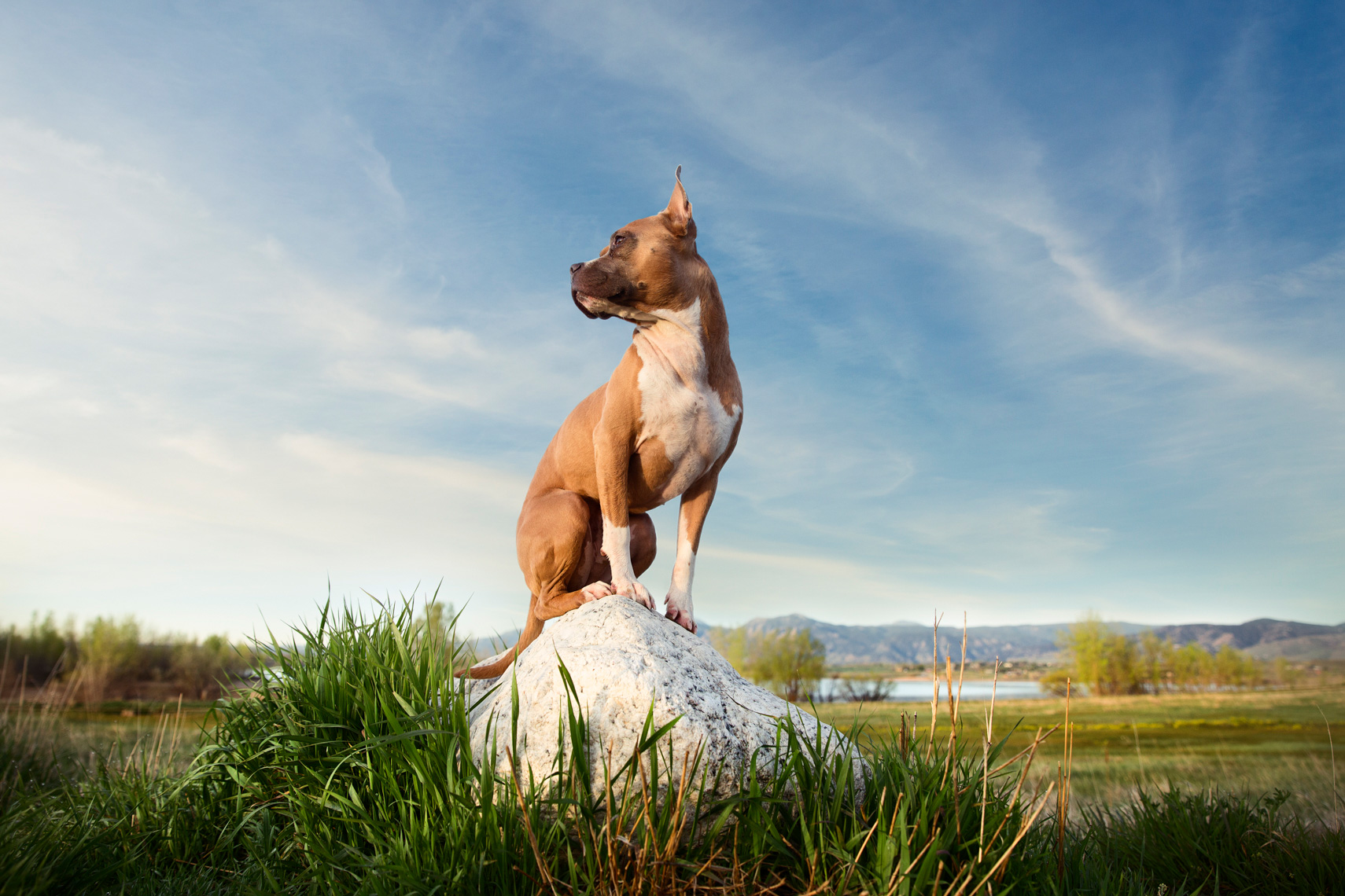Dog_on_location_74