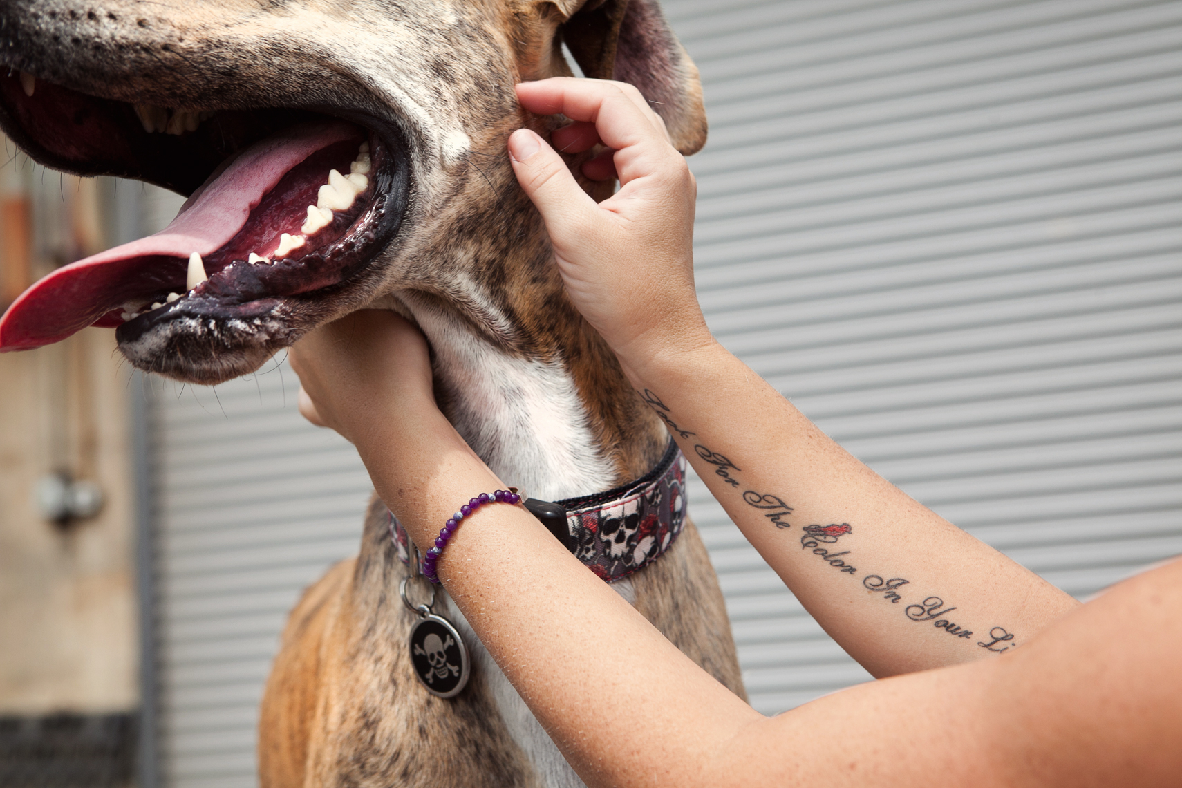 Dogs_with_tattooed_owners_48