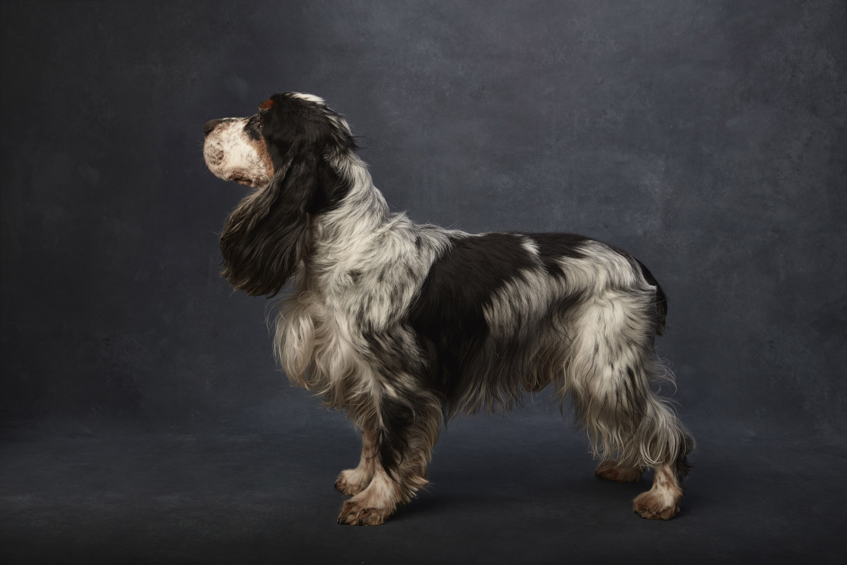 English_Cocker_Spaniel_Blue_Roan_Tan _1269
