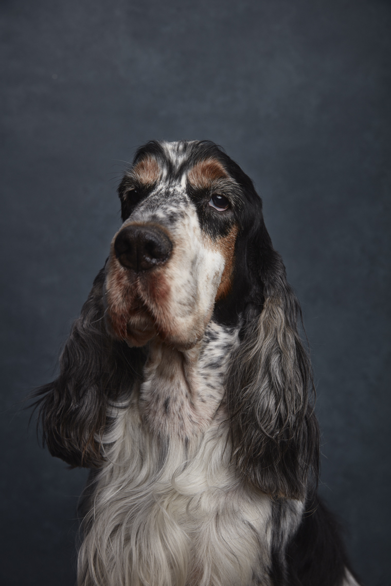 English_Cocker_Spaniel_Blue_Roan_Tan _1287