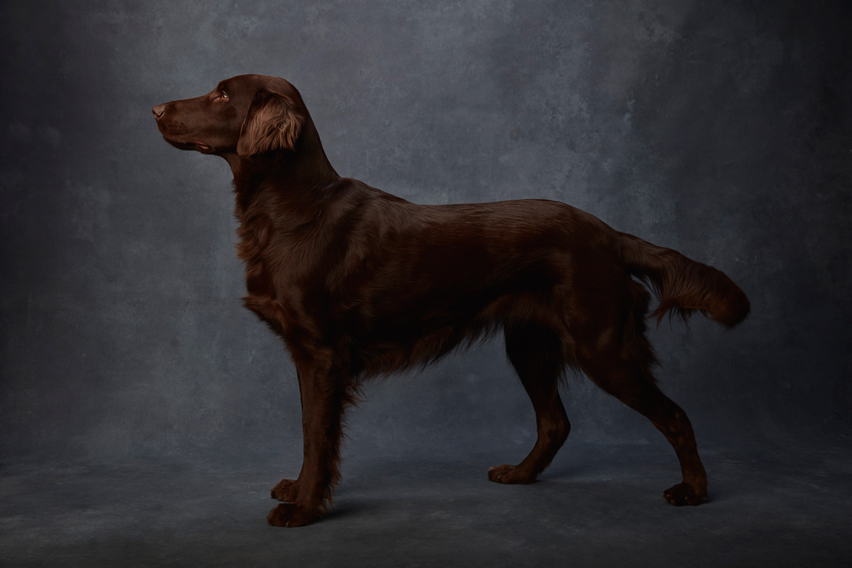 Flat_Coated_Retriever_030