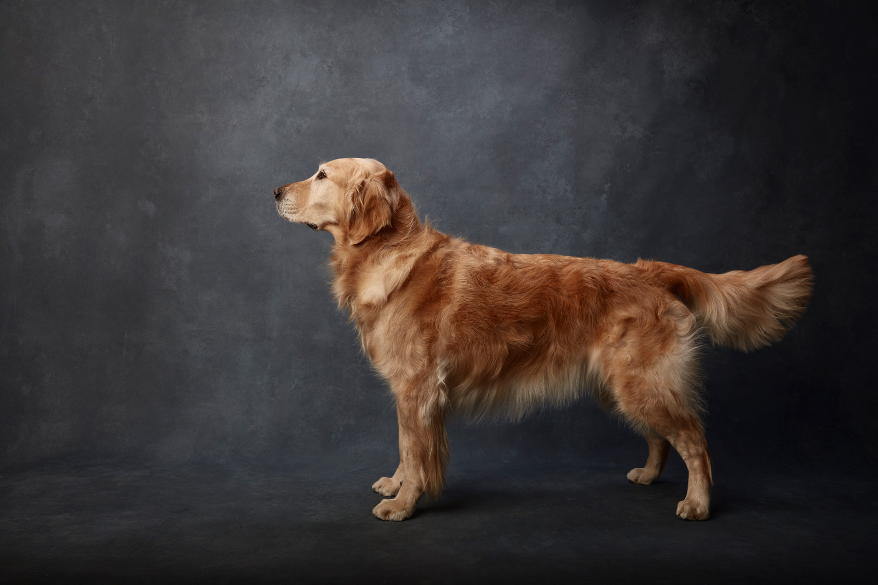 Golden_Retreiver_009