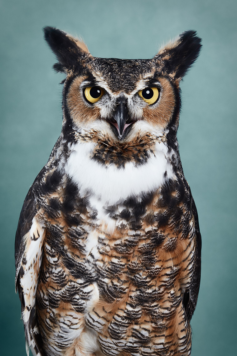 Portrait of a Great Horned Owl