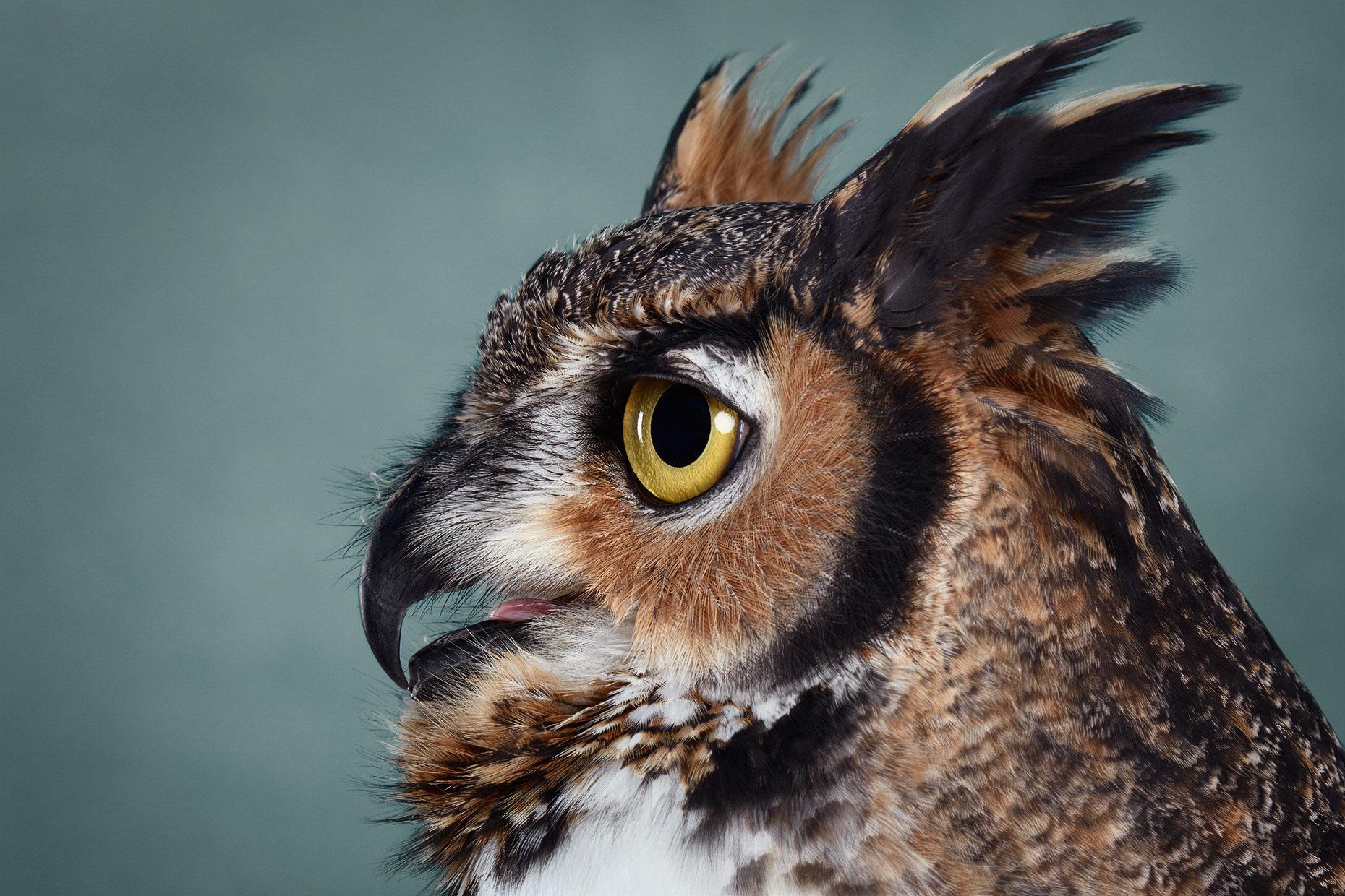 Profile of a Great Horned Owl