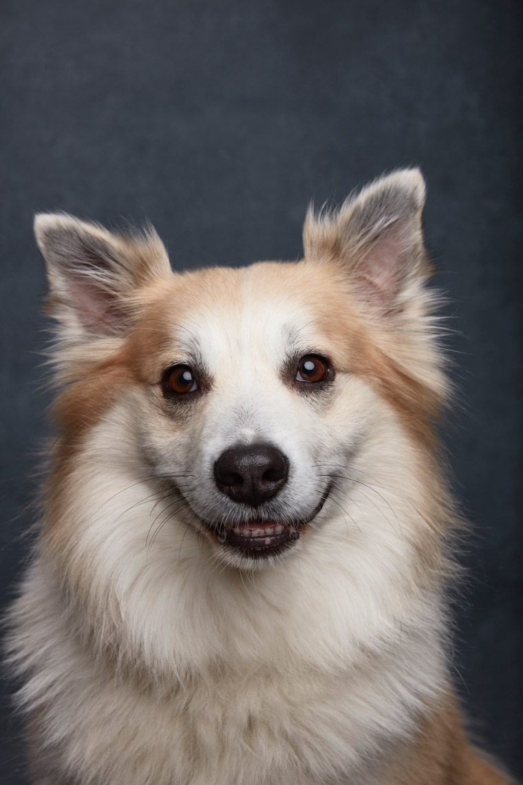 Icelandic_Sheep_Dog_210