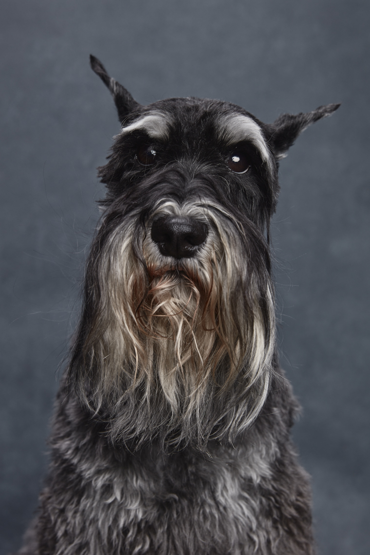 Minature_Schnauzer _1466