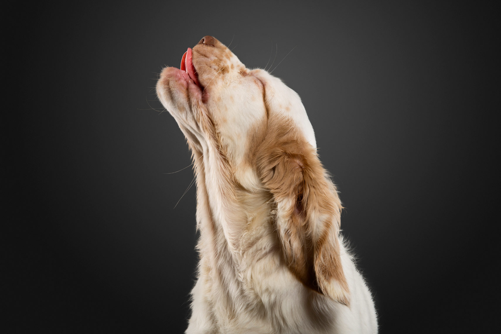 Clumber Spaniel licking the air on a grey background 