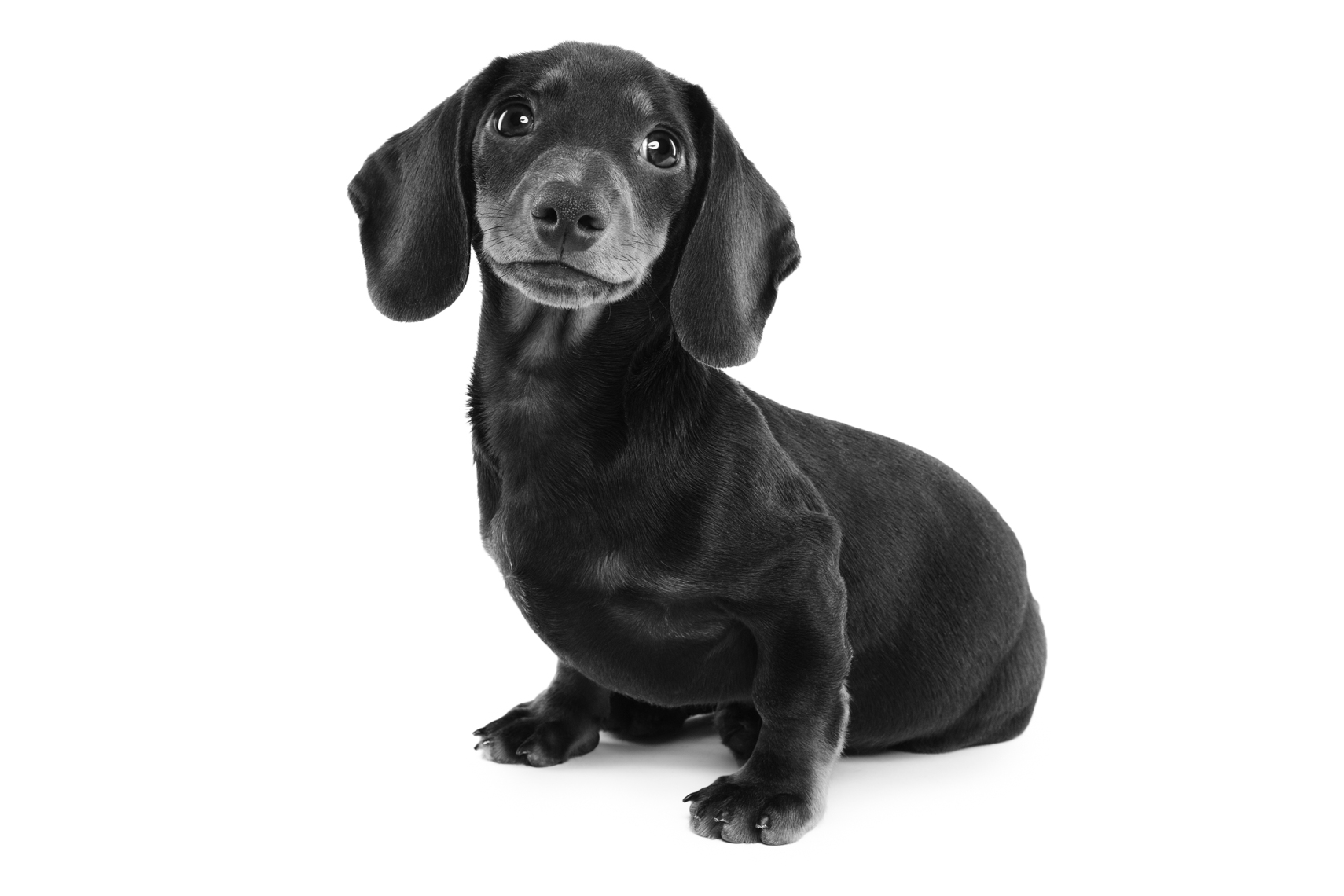 Black and White portrait of a dachshund