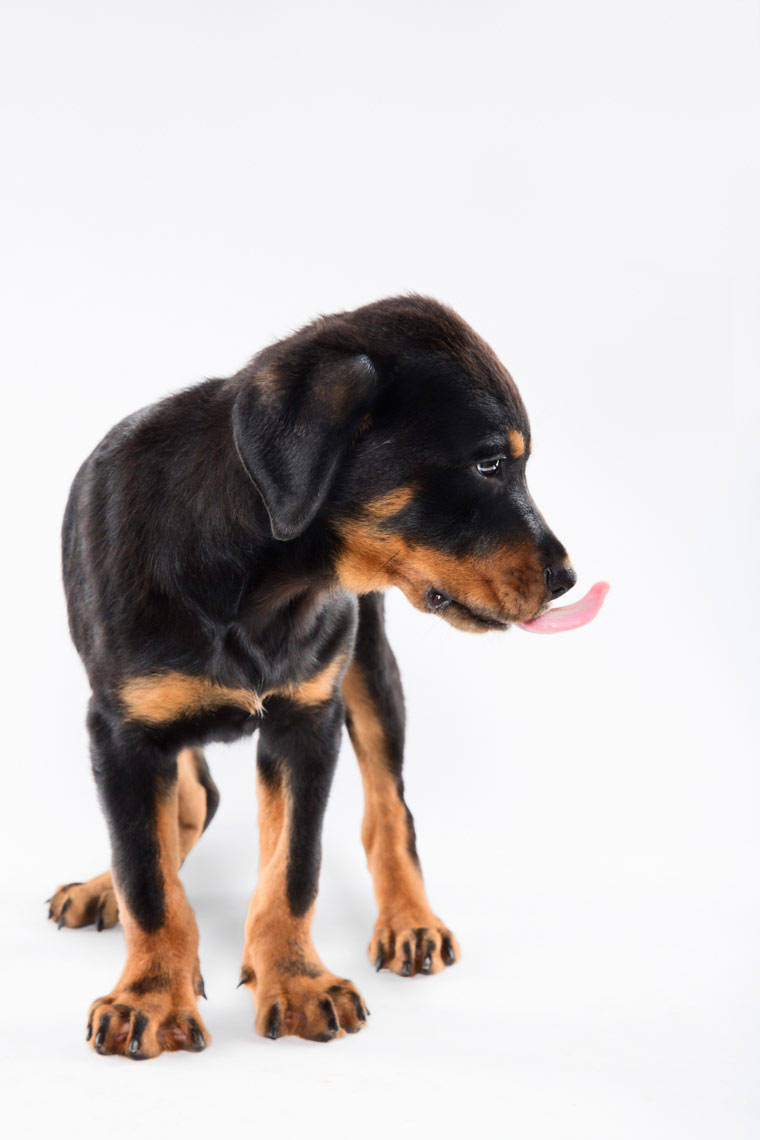 Rottweiler puppy with his tongue on his nose