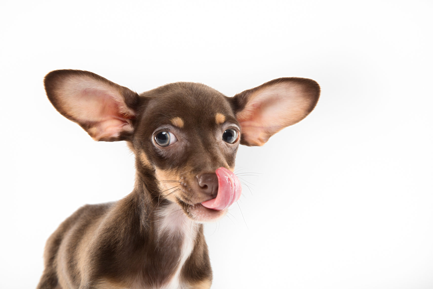 Cute puppy with really big ears and a big tongue
