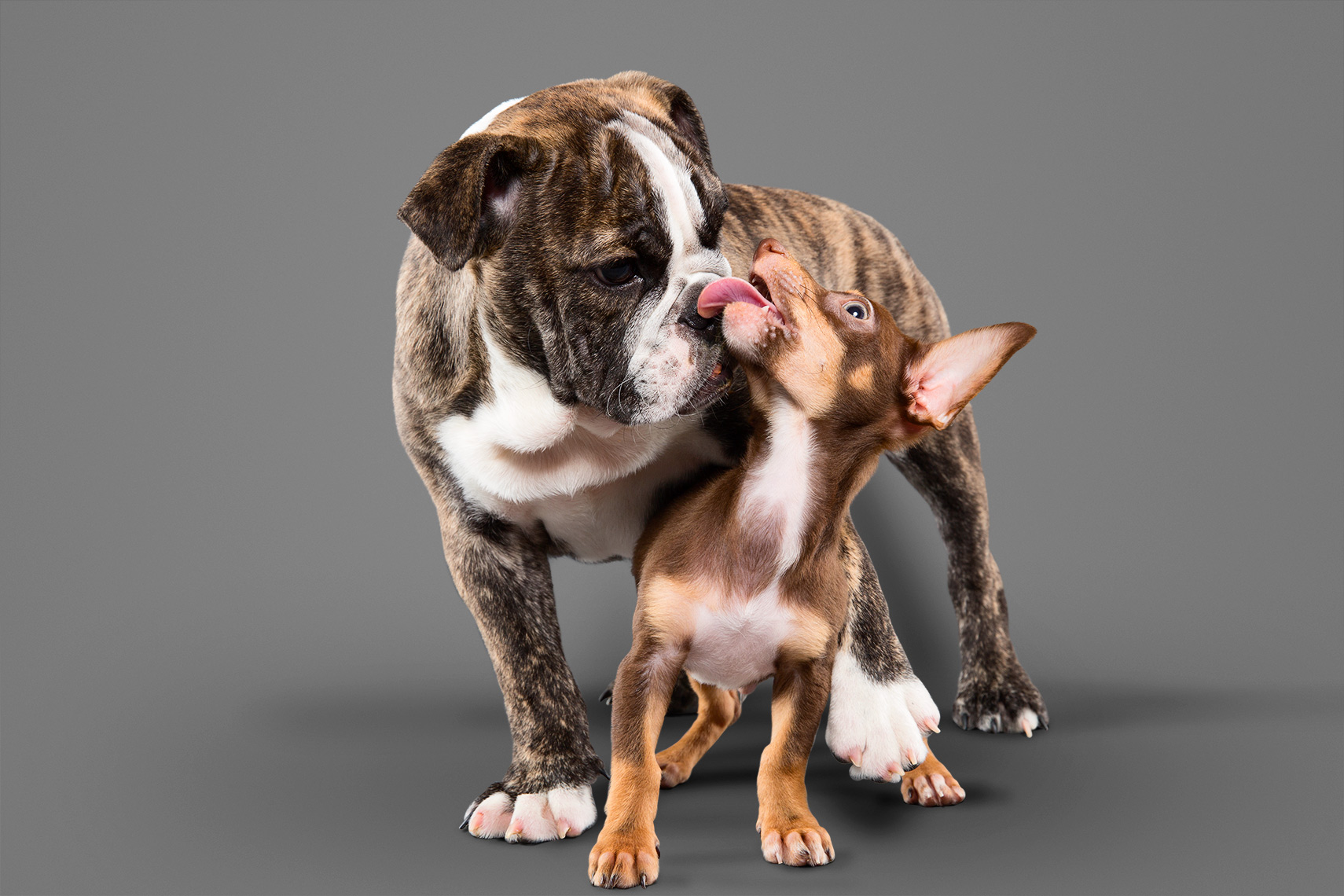 Puppy bulldog and a puppy Chihuahua licking each other in studio