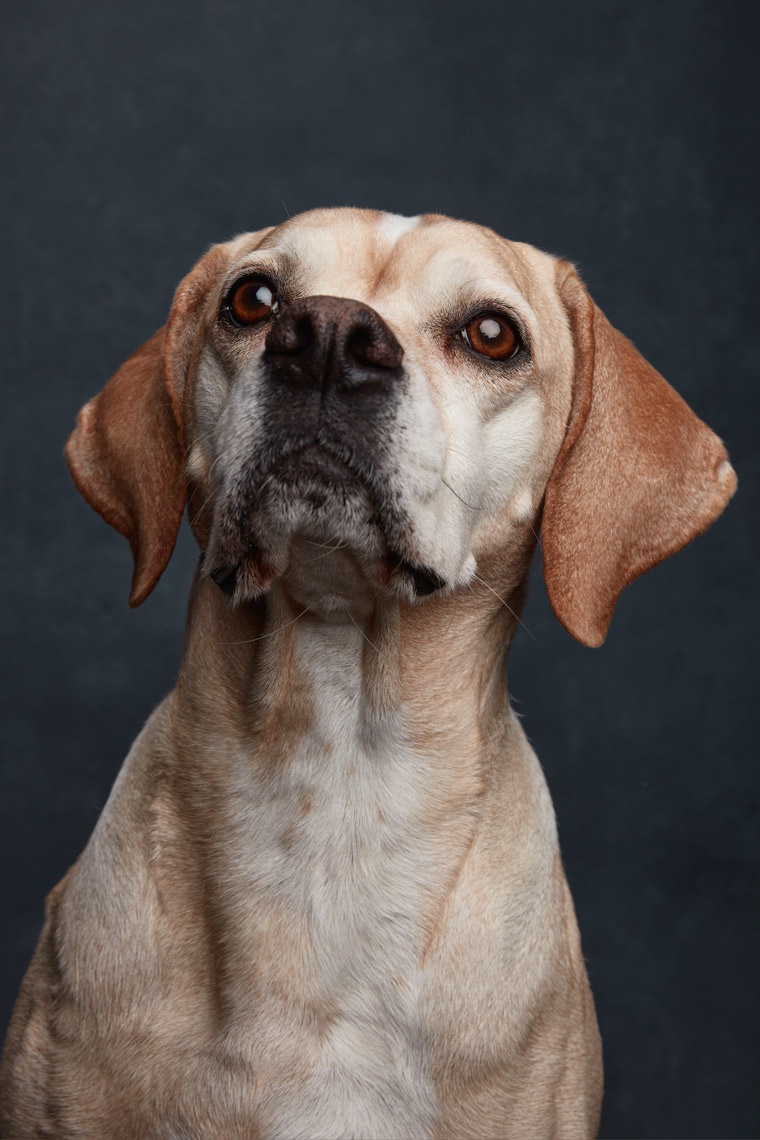 Portuguese_Pointer_260