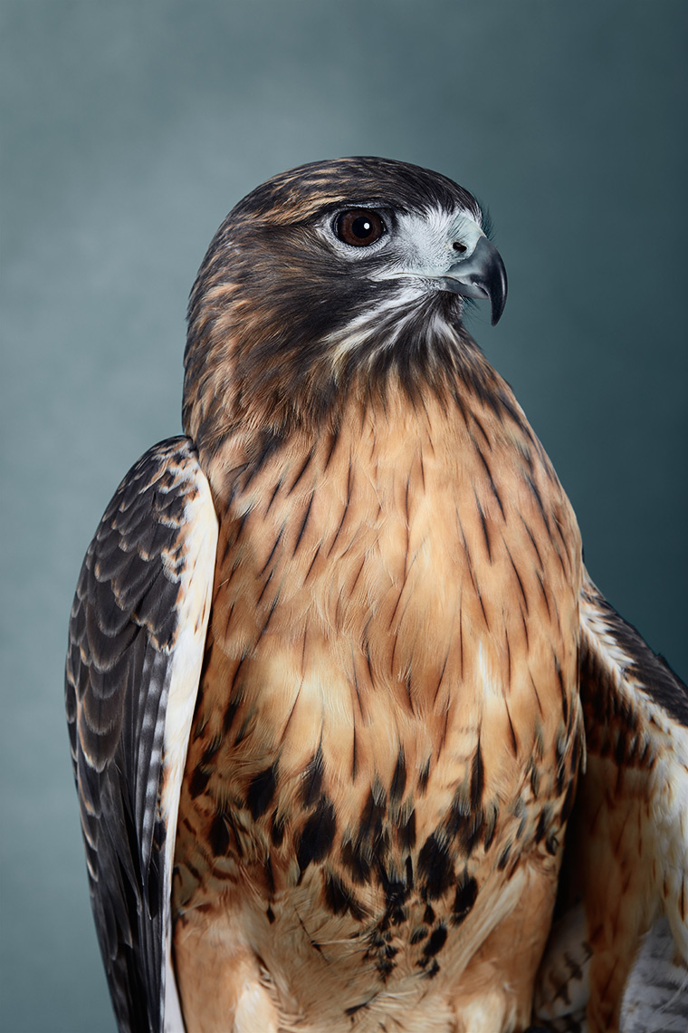 Red Tailed Hawk portrait 