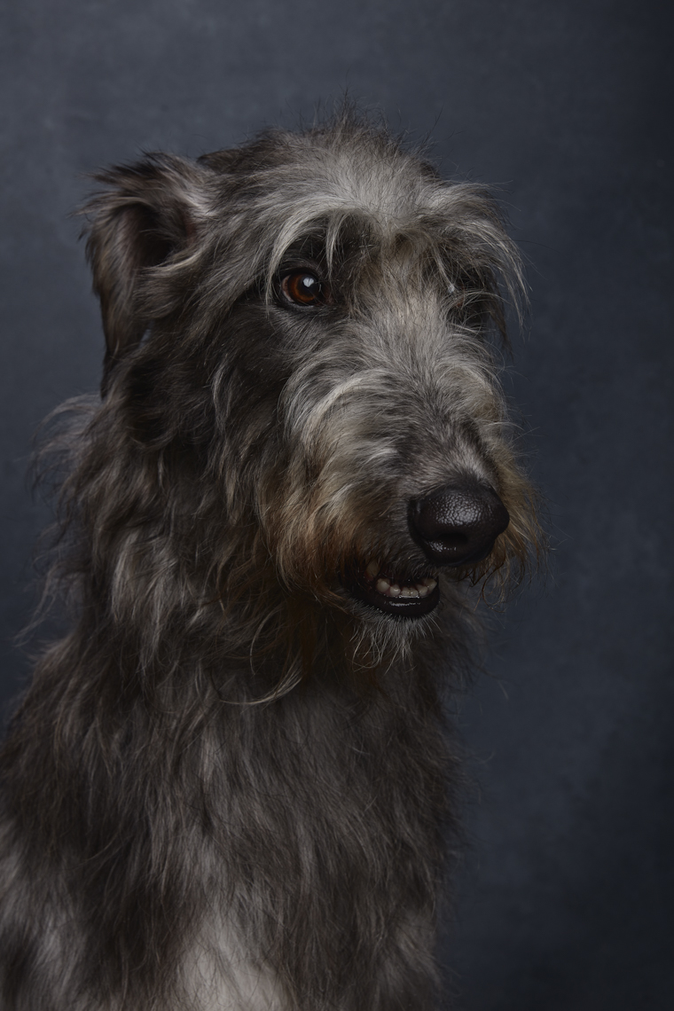 Scottish_Deer_Hound _1360