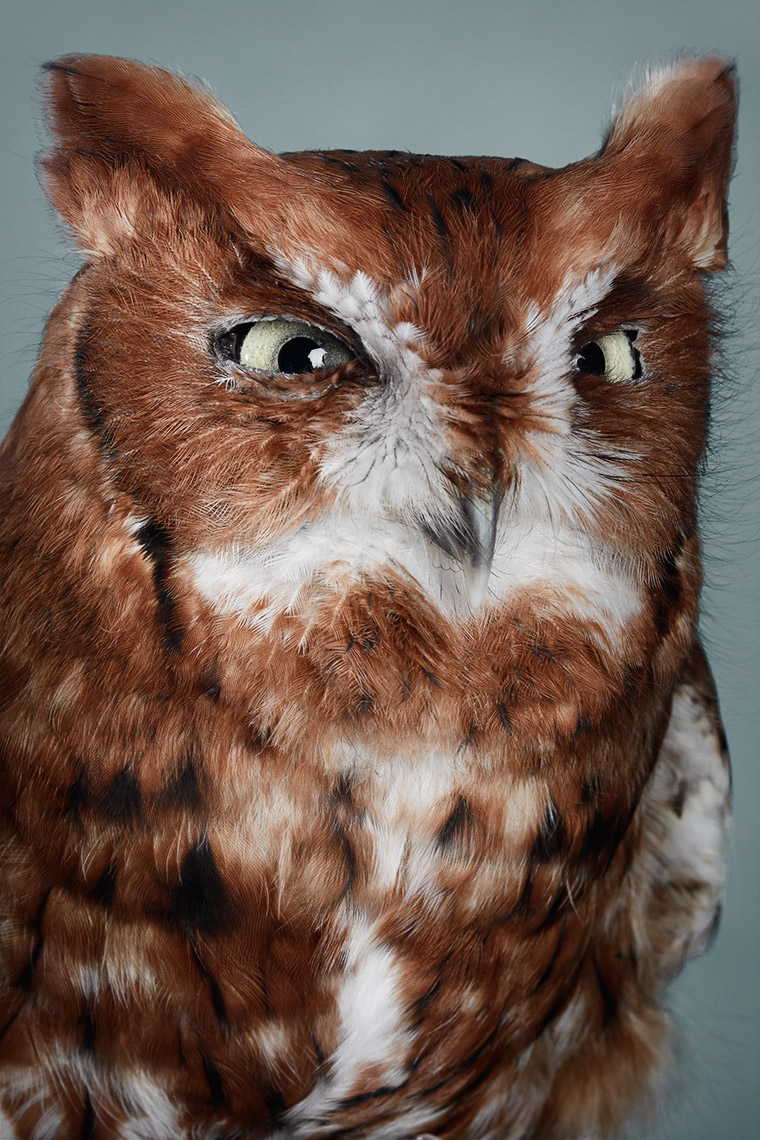 Red Screech Owl Portrait 
