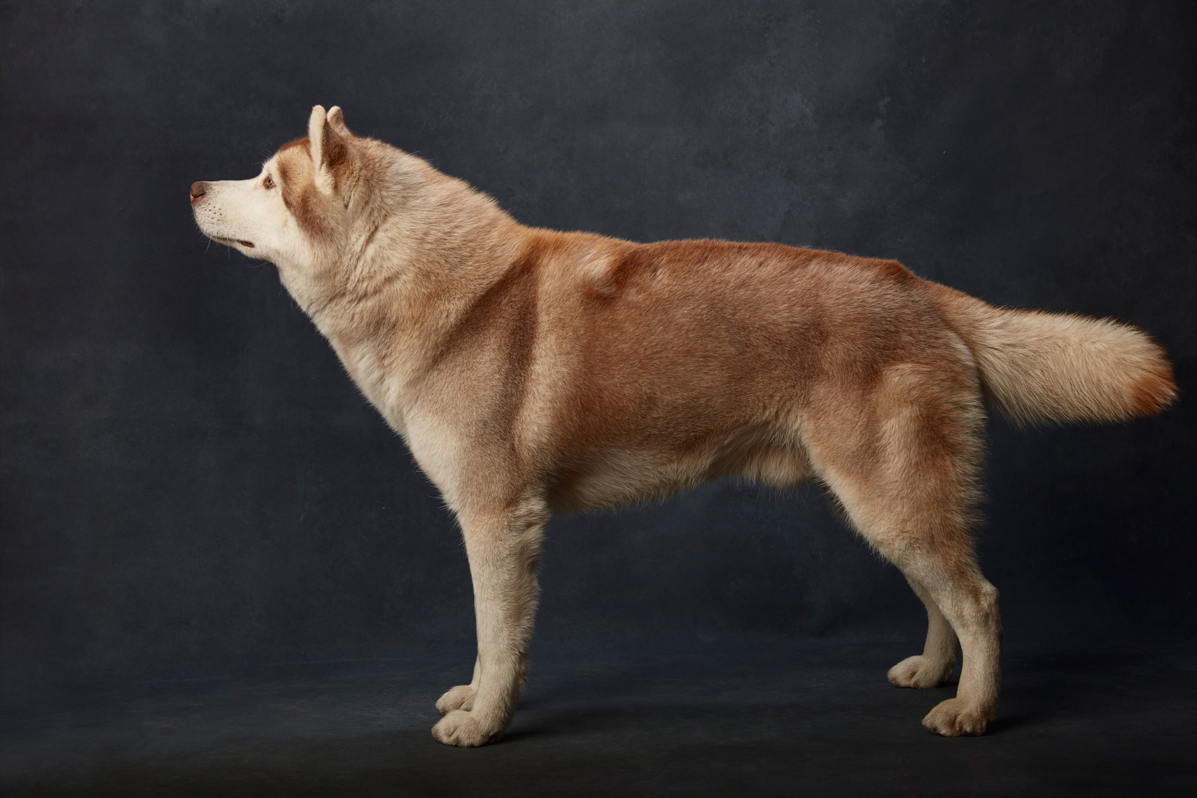 Siberian_Husky_023