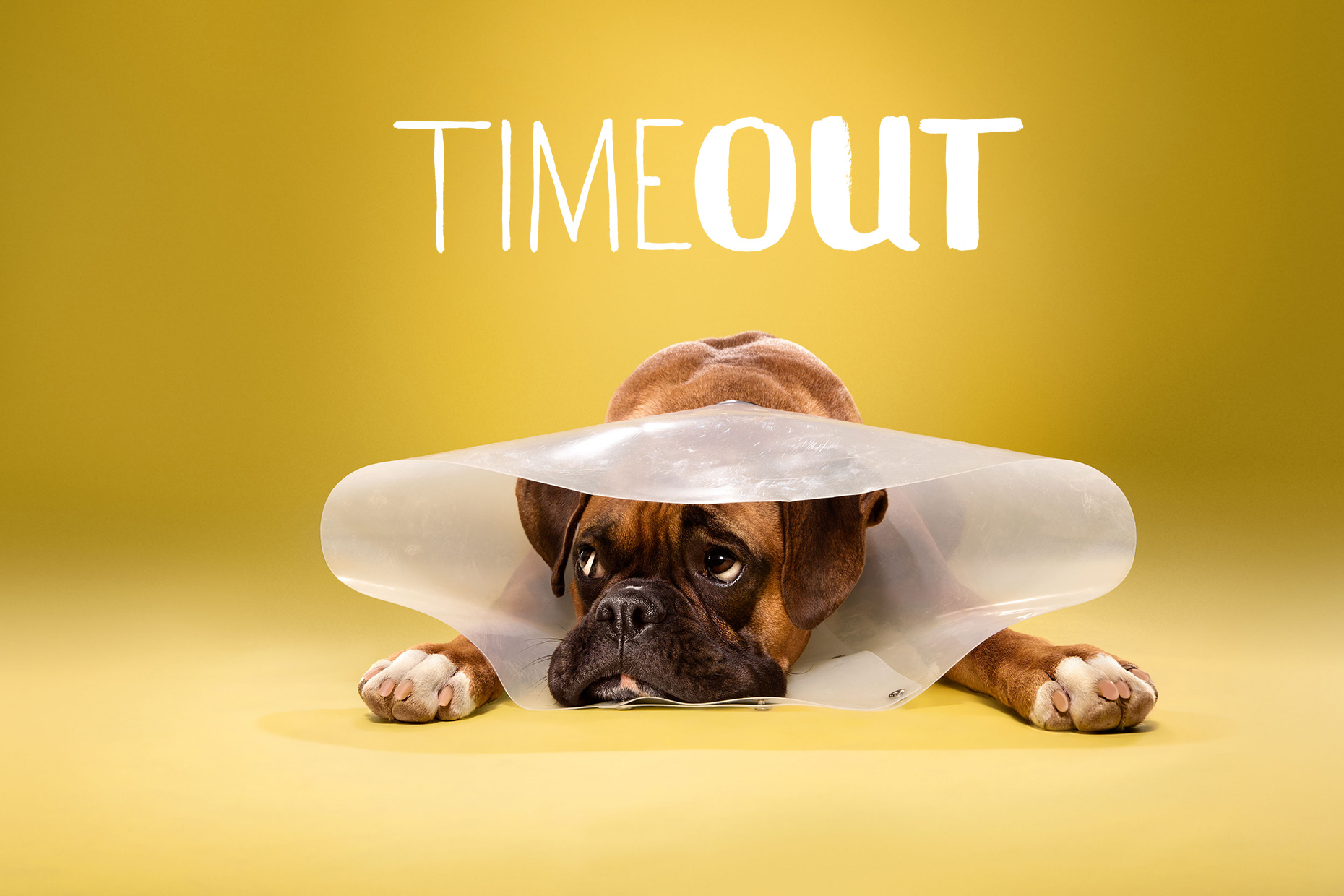 TIMEOUT_cone_of_shame_dog_portraits_01