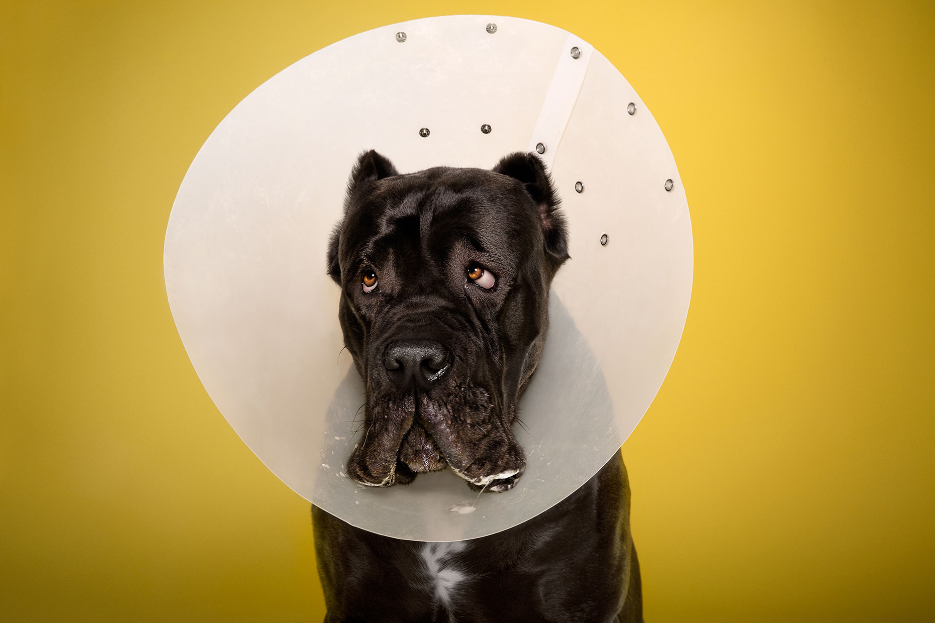TIMEOUT_cone_of_shame_dog_portraits_12