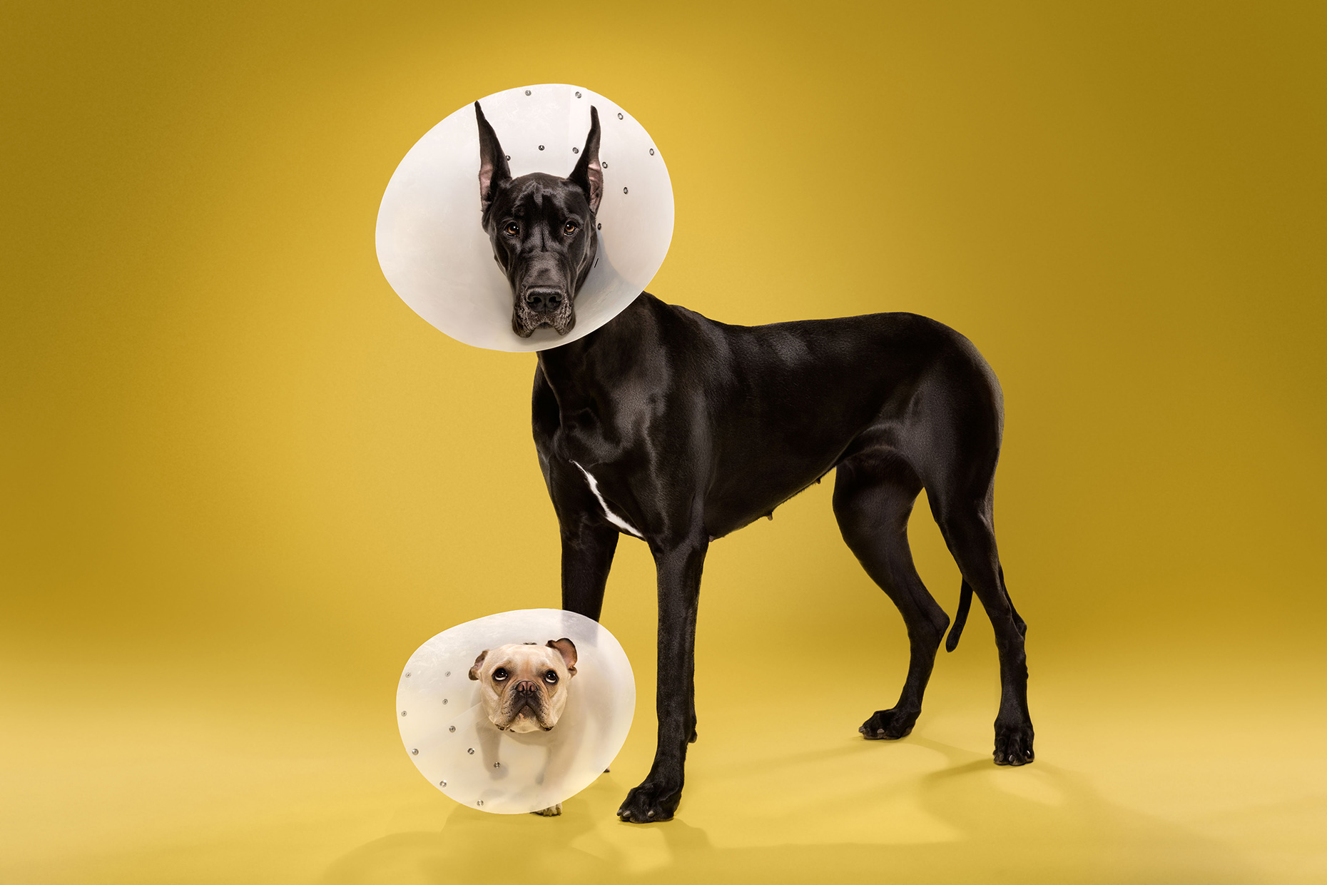 TIMEOUT_cone_of_shame_dog_portraits_15
