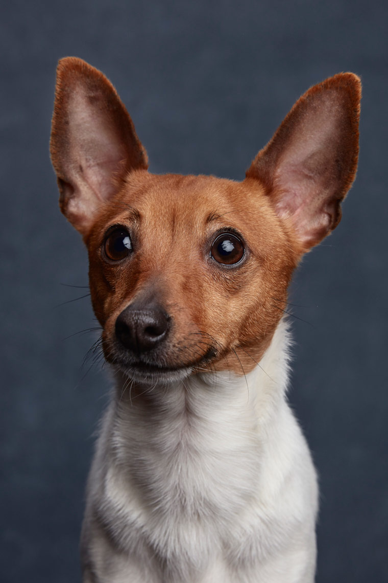 Toy_Fox_Terrier_009
