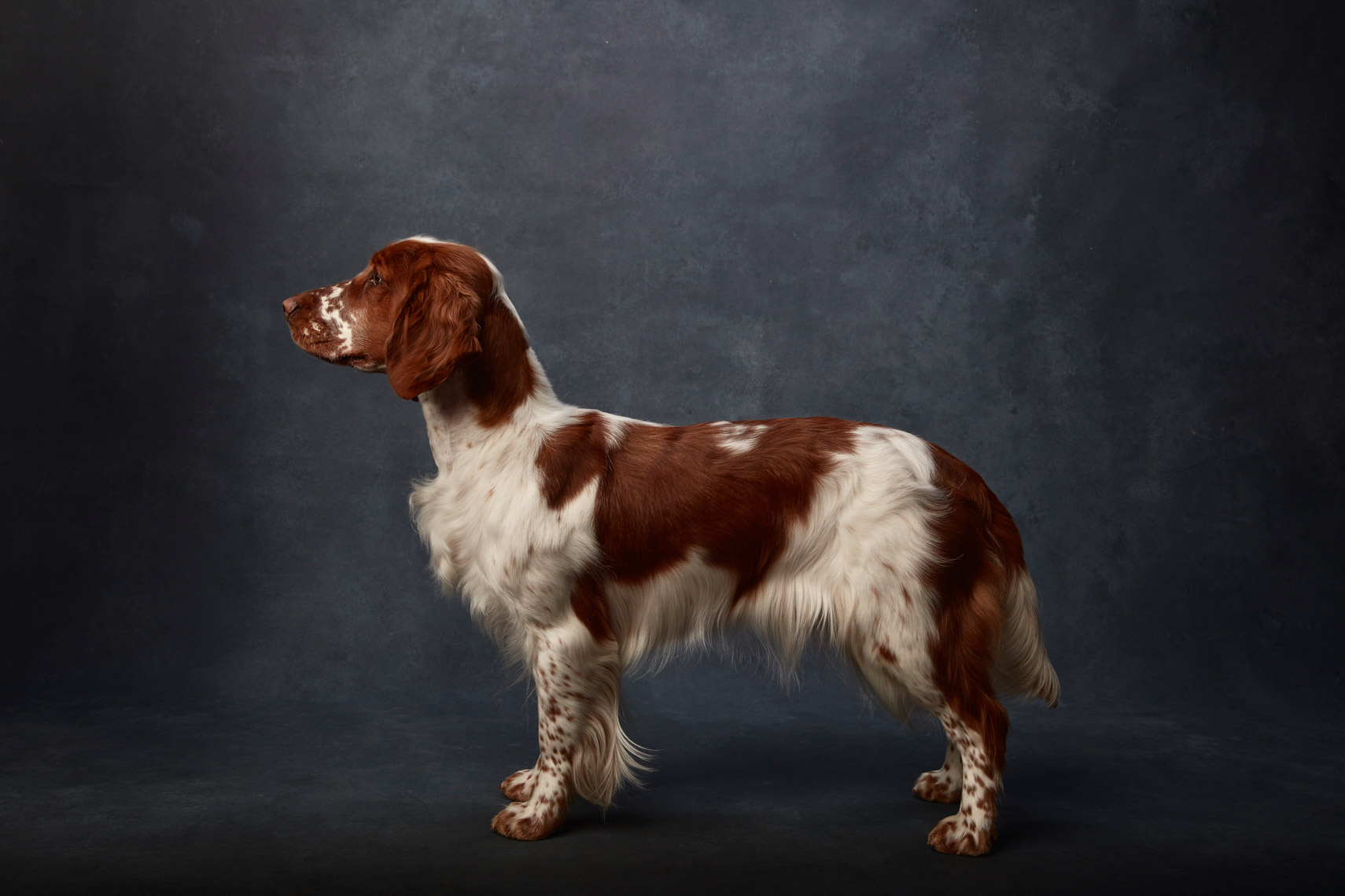 Welsh_Springer_Spaniel_009