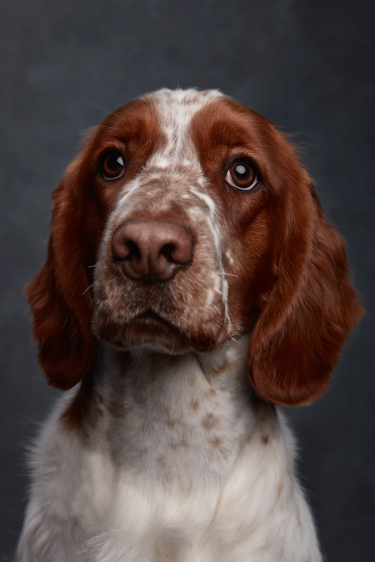 Welsh_Springer_Spaniel_019